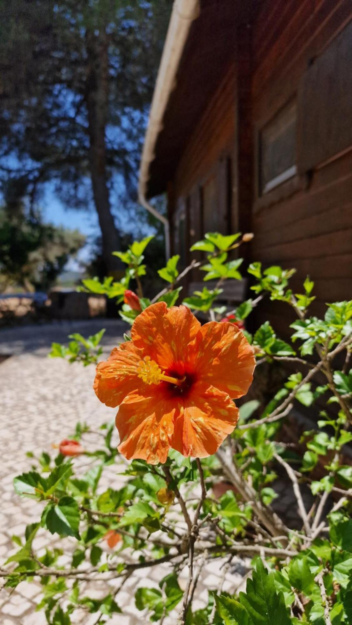 Chalet Villa Mosquito Silves Esterno foto
